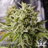 Humboldt Seed Organization AUTOMATIC Bubba Kush